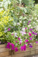 Phlox drummondii 'Tapestry' in raised bed