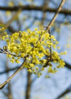 Acer platanoides in the spring, spring April