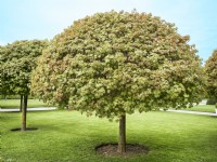 Acer platanoides Globosum, spring April