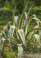 Agave americana Marginata, summer July