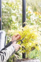 Woman using bonsai shears to prune young Japanese Maple