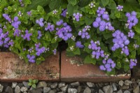 Ageratum houstonianum 'Aloha Blue' - Floss Flower in red brick edged stone bed in summer.