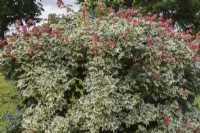 Acer campestre 'Carnival' - Hedge Maple tree in summer.