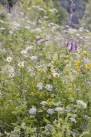 Wild flower meadow with mostly white - yellow colours including Digitalis grandiflora - Large yellow foxglove,  Leucanthemum vulgare -  oxeye daisy,  Daucus carota - wild carrots,  Buphthalmum salicifolium - yellow ox eye., Lotus corniculatus - Birds foot trefoil and Vicia cracca - tufted vetch.