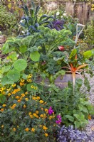 Raised vegetable bed in November with French marigold, nasturtium, sage, curly kale and Swiss chard.