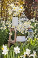 Spring arrangement with white daffodils on a ladder.