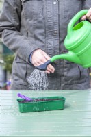 Woman watering Savoy Cabbage 'Vertus' seeds