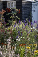 View across cottage garden borders in summer, with Larkspur, Sunflower, Helenium and Scabious
