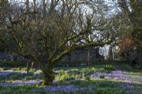 Spring, Crocus tommasinianus, in country garden, beneath old apple trees
