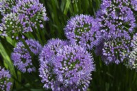 Allium senescens - Onion in summer.