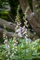 Digitalis 'Sutton's Apricot' with the foliage of Paeonia daurica subsp. mlokosewitschii ('Molly the Witch').