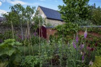 Vegetable garden with self-seeded foxgloves, and bamboo plant supports for beans and brick wall boundary.