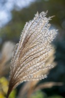 Miscanthus sinensis 'Positano'