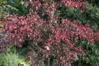 Euonymus europaeus 'Red Cascade' at Winterbourne Botanic Garden, October