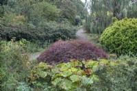 Mixed shrub bed at Ness Botanic Garden, Liverpool, September