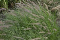 Pennisetum at Ness Botanic Garden, Liverpool, September