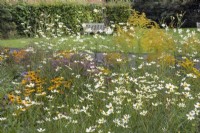 Mixed border of wildflowers at Ness Botanic Garden, Liverpool, September