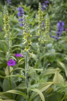 Veratrum album 'Joyce Haywood' flowers, June