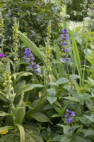 Veratrum album 'Joyce Haywood' flowers, June