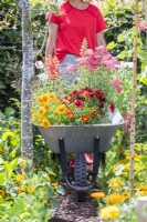 Woman pushing wheelbarrow full of plants along bark path through garden