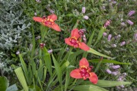 Tigridia pavonia, July