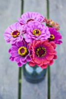 Zinnia Fireworks mixed posy in a vase