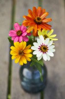 Zinnia Zahara Single Mix in a vase