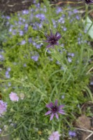 Tragopogon porrifolius - salsify - June