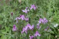 Clematis integrifolia 'Pangbourne', July