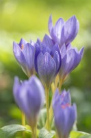 Crocus speciosus 'Conqueror' flowering in Autumn - October