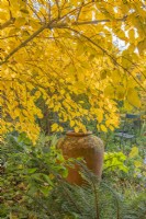 Cornus alba 'Aurea' in Autumn leaf colour with a terracotta urn focal point in an informal country cottage garden - November