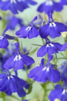 Lobelia erinus  'Crystal Palace'  July