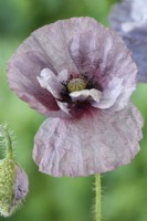 Papaver rhoeas  'Amazing Grey'  Poppy  Variable in colour and form  June