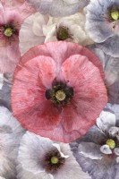 Papaver rhoeas  'Amazing Grey'  Poppy  Variable in colour and form  Picked flower heads with red and white flower that a few plants produced  July