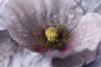 Papaver rhoeas  'Amazing Grey'  Poppy  Variable in colour and form  Picked flower heads  June