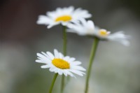 Leucanthemum vulgare - Oxeye daisy - May