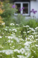 Leucanthemum vulgare - Oxeye daisy - in unmown lawn