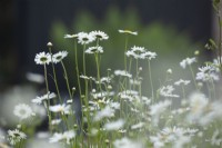 Leucanthemum vulgare - Oxeye daisy - May