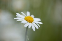 Leucanthemum vulgare - Oxeye daisy - May