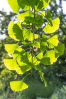 Ginkgo biloba, spring April