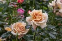  Rosa 'Susie'; 'Harwhistle' - Harkness Roses - RHS Chelsea Flower Show 2023