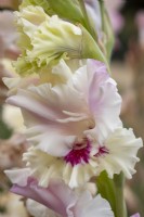 Gladiolus 'Mezja'
