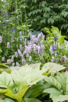 Persicaria bistorta 'Superba'  with Rodgersia podophylla - Myeloma UK - A Life Worth Living Garden - Designer Chris Beardshaw - RHS Chelsea Flower Show 2023