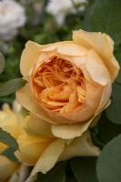 Rosa 'Bring Me Sunshine' - 'Ausernie' - David Austin Roses- RHS Chelsea Flower Show 2023