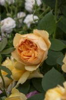 Rosa 'Bring Me Sunshine' - 'Ausernie' - David Austin Roses- RHS Chelsea Flower Show 2023