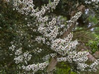 Leptospermum lanigerum 'Silver Sheen'  m in flower June Summer