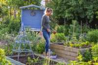 A woman is about to plant a tomato seedling in a raised bed together with other vegetables.