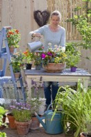 Woman watering a terracota container filled with Sanvitalia, Impatiens and Zinnia.