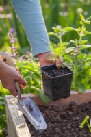 Woman planting Cosmos bipinnatus seedling in raised bed.