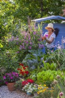 Woman picking pink sweet peas - Lathyrus latifolius.